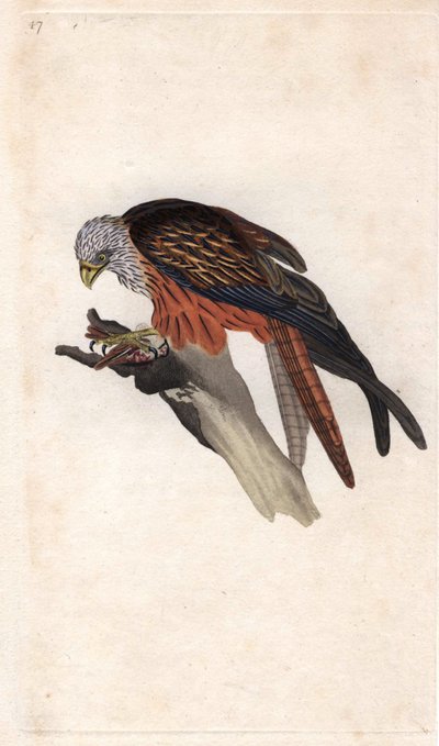 Milano real. Milvus milvus. Grabado en cobre por Edward Donovan, publicado en Histoire naturelle des oiseaux britanniques, Londres de Edward Donovan