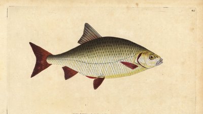 Rutilo, Scardinius erythrophthalmus (Ojo rojo, Cyprinus erythrophthalmus). Grabado en cobre coloreado a mano dibujado y grabado por Edward Donovan de su Historia Natural de los Peces Británicos, Donovan y F.C. y J. Rivington, Londres de Edward Donovan