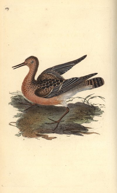 Combatiente, Philomachus pugnax, hembra. Grabado coloreado a mano por Edward Donovan de su propio "Historia Natural de las Aves Británicas", Londres de Edward Donovan