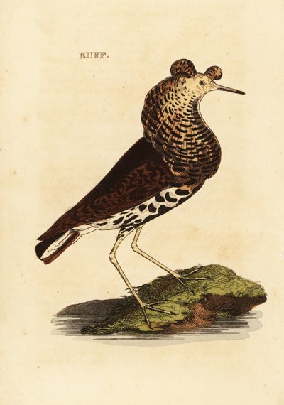 Combatiente, macho, Philomachus pugnax de Edward Donovan