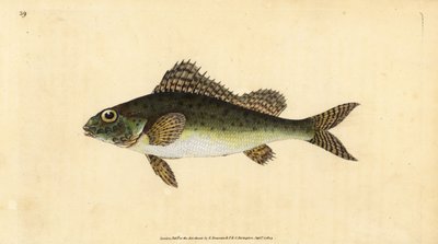 Ruffe, Gymnocephalus cernua. Grabado a mano coloreado por Edward Donovan de su Historia Natural de los Peces Británicos, Donovan y F.C. y J. Rivington, Londres de Edward Donovan
