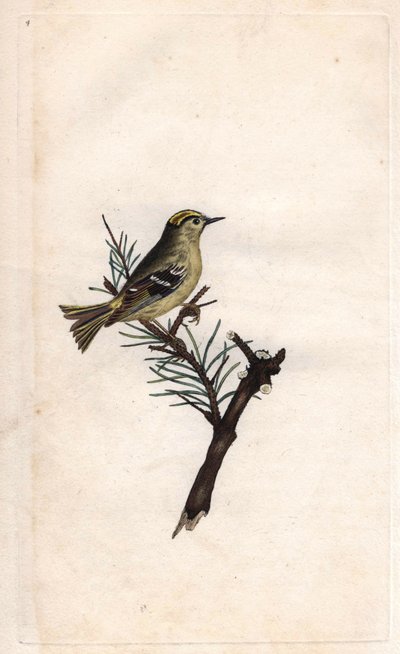 Reyezuelo sencillo. Regulus regulus. Grabado en cobre por Edward Donovan, publicado en Histoire naturelle des oiseaux britanniques, Londres de Edward Donovan