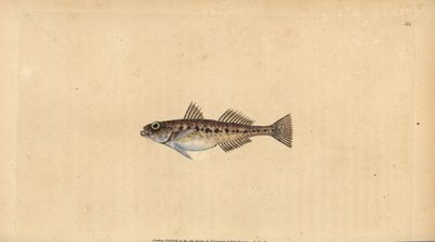 Pomatoschistus minutus (Gobio manchado, Gobius minutus), gobio de arena. Grabado en cobre coloreado a mano dibujado y grabado por Edward Donovan de su Historia Natural de los Peces Británicos, Donovan y F.C. y J. Rivington, Londres de Edward Donovan