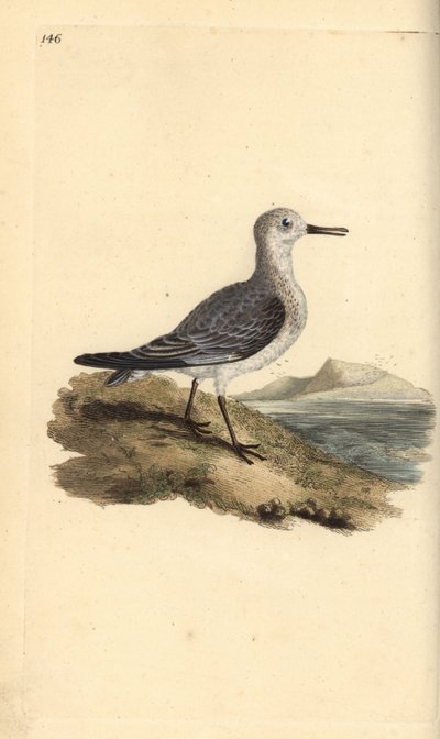 Correlimos tridáctilo, Calidris alba. Grabado a mano coloreado por Edward Donovan de su propia Historia Natural de las Aves Británicas, Londres de Edward Donovan