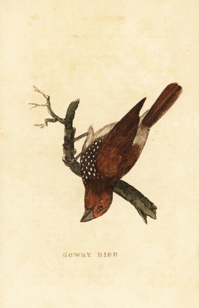 Munia escamosa o munia manchada, Lonchura punctulata de Edward Donovan