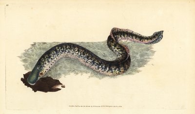 Lamprea marina, Petromyzon marinus (Lamprea marina o manchada). Grabado en cobre coloreado a mano dibujado y grabado por Edward Donovan de su Historia Natural de los Peces Británicos, Donovan y F.C. y J. Rivington, Londres de Edward Donovan
