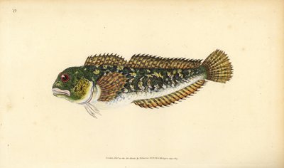 Blénido, Lipophrys pholis. Grabado a mano coloreado por Edward Donovan de su Historia Natural de los Peces Británicos, Donovan y F.C. y J. Rivington, Londres de Edward Donovan