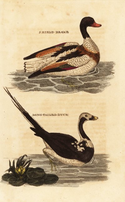 Tarro blanco, Tadorna tadorna, y pato de cola larga, Clangula hyemalis de Edward Donovan