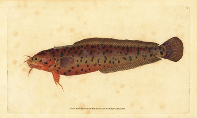 Moteada de tres barbas, Gaidropsarus mediterraneus (Bacalao o moteada de tres barbas, Gadus tricirratus). Grabado en cobre coloreado a mano dibujado y grabado por Edward Donovan de su Historia Natural de los Peces Británicos, Donovan y F.C. y J. Rivington, de Edward Donovan