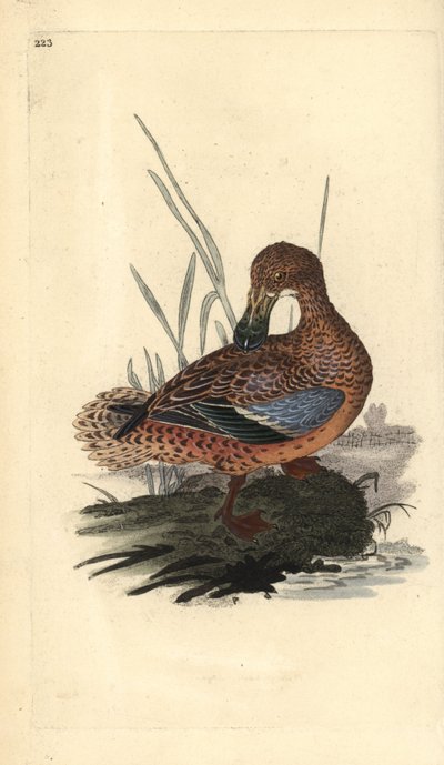 Pato cuchara (hembra), Anas clypeata. Ilustración a mano de cobre grabada por Edward Donovan de su propio 