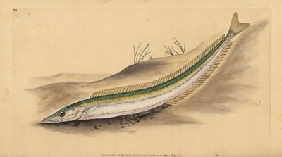 Anguila de arena pequeña, Ammodytes tobianus (grabado a mano por Edward Donovan de su 