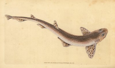 Tiburón gato manchado pequeño, Scyliorhinus canicula (Tiburón manchado menor, Squalus catulus). Grabado en cobre coloreado a mano dibujado y grabado por Edward Donovan de su Historia Natural de los Peces Británicos, Donovan y F.C. y J. Rivington, Londres de Edward Donovan