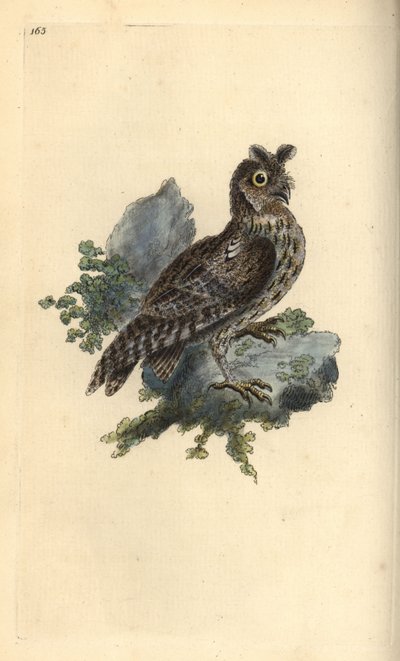 Búho siberiano, Strix pulchella. (Búho chico, Otus scops?) Ilustración a mano de cobre grabada por Edward Donovan de su propio 