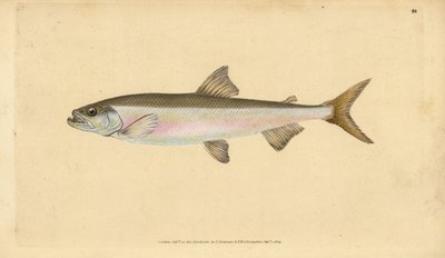 Eperlano, Osmerus eperlanus (Salmo eperlanus). Grabado en cobre coloreado a mano dibujado y grabado por Edward Donovan de su Historia Natural de los Peces Británicos, Donovan y F.C. y J. Rivington, Londres de Edward Donovan