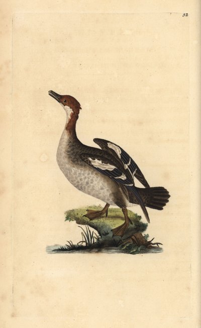Serreta chica, Mergellus albellus, hembra. Grabado en cobre coloreado a mano dibujado y grabado por Edward Donovan de su “Historia Natural de las Aves Británicas” de Edward Donovan
