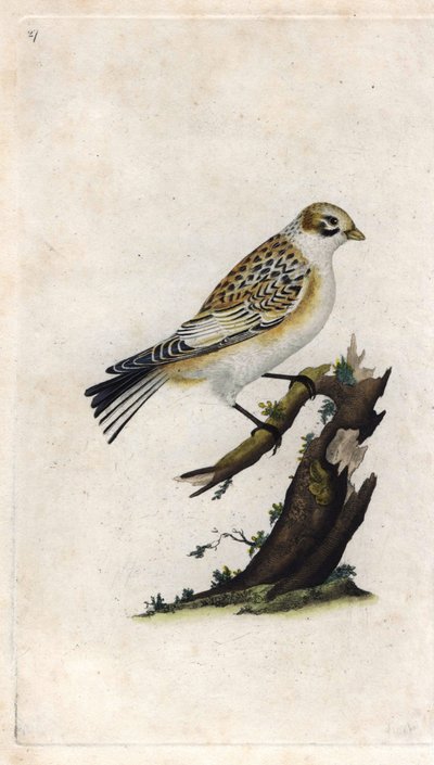Gorrión de nieve. Plectrophenax nivalis (Emberiza nivalis). Grabado en cobre por Edward Donovan (1768-1837), publicado en Histoire naturelle des oiseaux britanniques, Londres de Edward Donovan
