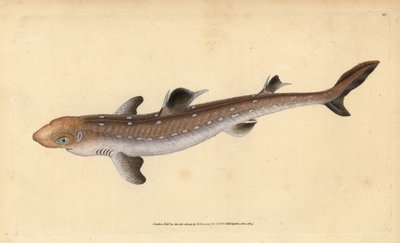 Pez perro espinoso, Squalus acanthias. Grabado a mano coloreado por Edward Donovan de su Historia Natural de los Peces Británicos, Donovan y F.C. y J. Rivington, Londres de Edward Donovan