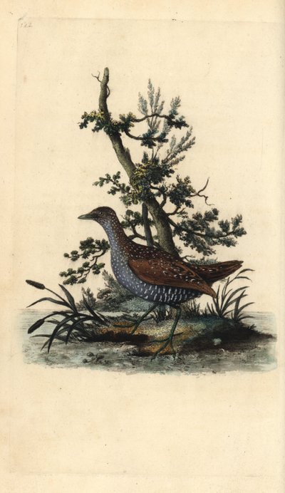 Polluela pintoja, Porzana porzana. Ilustración de "Natural History of British Birds" de Edward Donovan, Londres de Edward Donovan