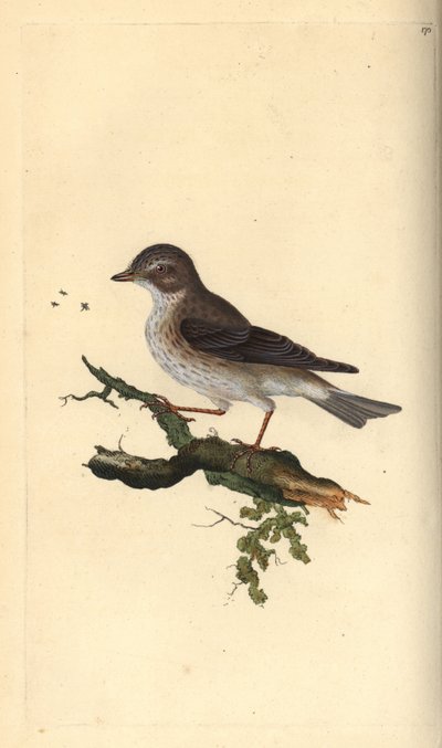 Papamoscas gris, Muscicapa striata de Edward Donovan