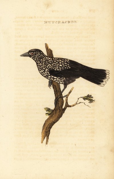 Cascanueces, Nucifraga caryocatactes de Edward Donovan