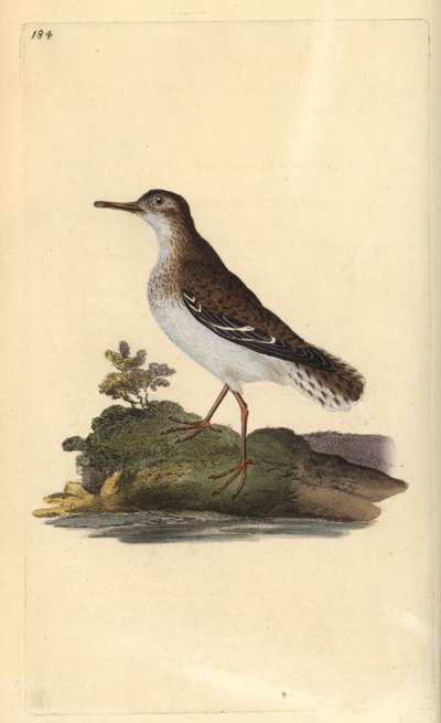 Andarríos maculado, Actitis macularia. Grabado coloreado a mano por Edward Donovan de su propio "Historia Natural de las Aves Británicas", Londres de Edward Donovan