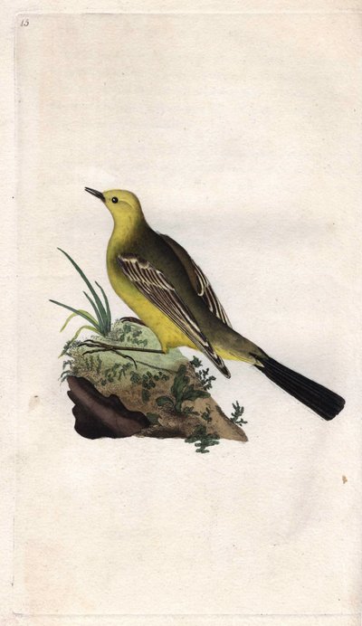 Bergeronnette de primavera. Motacilla flava. Grabado en cobre por Edward Donovan (1768-1837), publicado en Historia natural de las aves británicas, Londres de Edward Donovan