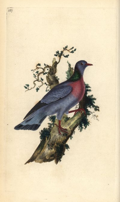 Paloma zurita, Columba oenas. Ilustración de la 
