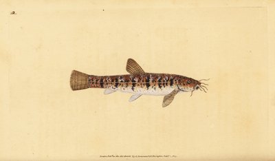 Locha de piedra, Barbatula barbatula (Locha barbuda, Cobitis barbatula). Grabado en cobre coloreado a mano dibujado y grabado por Edward Donovan de su Historia Natural de los Peces Británicos, Donovan y F.C. y J. Rivington, Londres de Edward Donovan