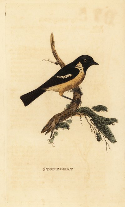 Tarabilla común, Saxicola rubicola de Edward Donovan