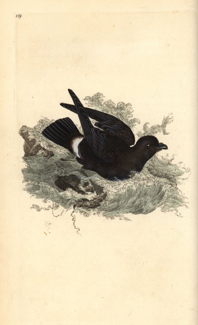 Paíño europeo, Hydrobates pelagicus. Grabado a mano coloreado por Edward Donovan de su propia 