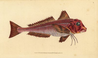 Rubio rayado, Trigloporus lastoviza (Trigla lineata). Grabado en cobre coloreado a mano dibujado y grabado por Edward Donovan de su Historia Natural de los Peces Británicos, Donovan y F.C. y J. Rivington, Londres de Edward Donovan