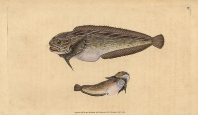 Caracol de mar rayado, Liparis liparis liparis (Chupador untuoso, Cyclopterus liparis) de Edward Donovan