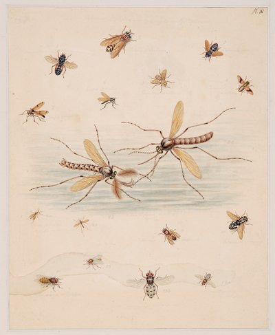 Estudios sobre animales invertebrados, Volumen II de Edward Donovan