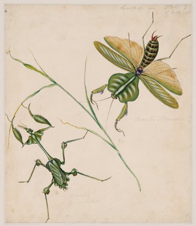 Estudios sobre animales invertebrados, Volumen II de Edward Donovan