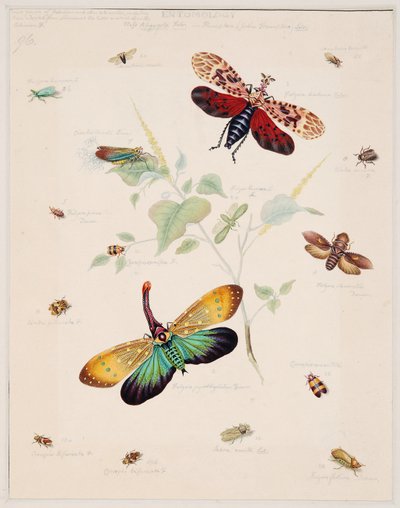 Estudios sobre animales invertebrados, Volumen II de Edward Donovan