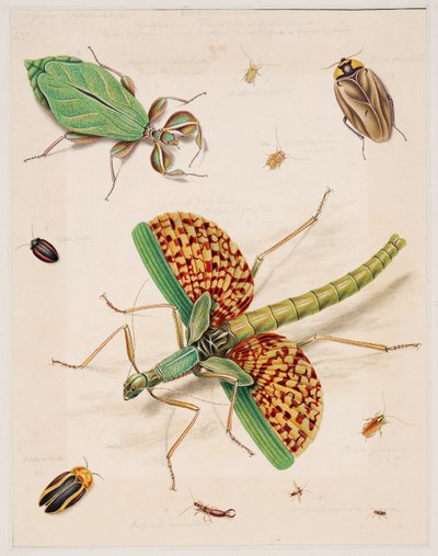 Estudios sobre animales invertebrados, Volumen II de Edward Donovan