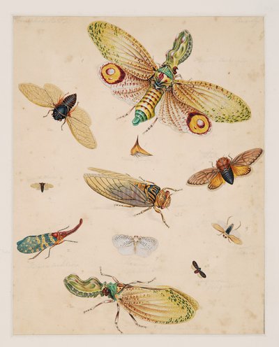 Estudios sobre animales invertebrados, Volumen II de Edward Donovan