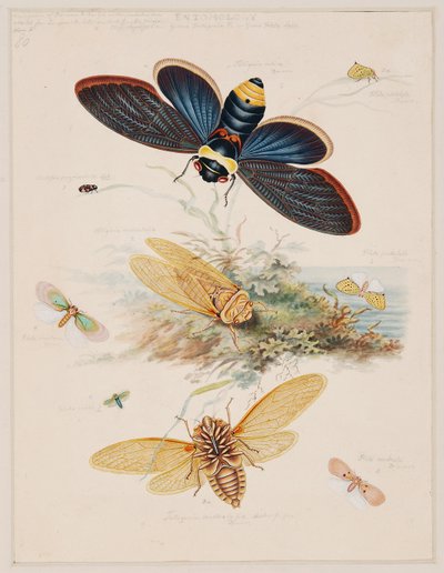 Estudios sobre animales invertebrados, Volumen II de Edward Donovan