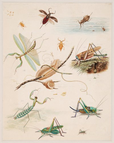Estudios sobre animales invertebrados, Volumen II de Edward Donovan