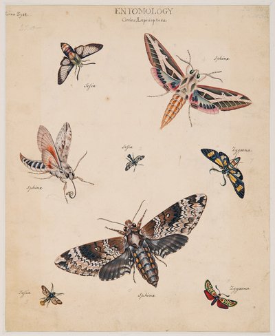 Estudios sobre animales invertebrados, Volumen II de Edward Donovan
