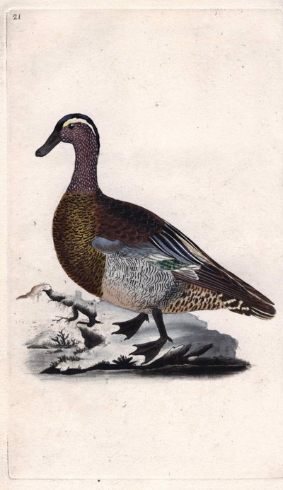 Cerceta veraniega. Anas querquedula. Grabado en cobre por Edward Donovan (1768-1837), publicado en Historia natural de las aves británicas, Londres de Edward Donovan