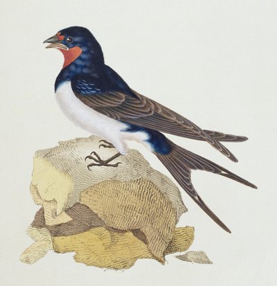 Golondrina de 
