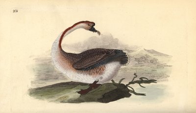 Ganso cisne, Anser cygnoides, vulnerable. Grabado en cobre coloreado a mano dibujado y grabado por Edward Donovan de su propia “Historia Natural de las Aves Británicas,” Londres de Edward Donovan