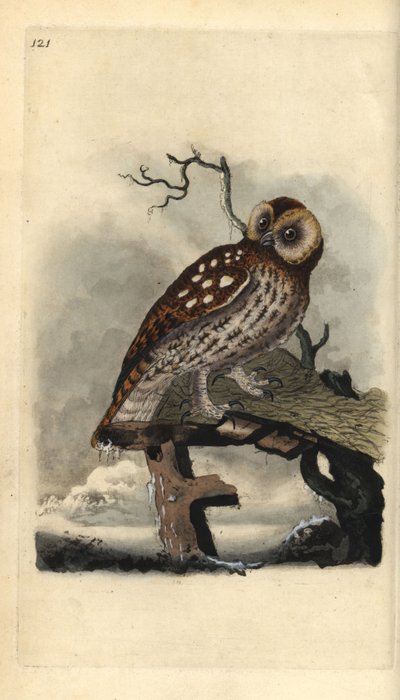 Cárabo común, Strix aluco. Grabado en cobre coloreado a mano dibujado y grabado por Edward Donovan de su propia 