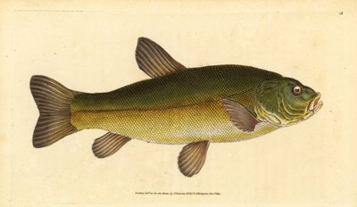 Tenca, Tinca tinca (Cyprinus tinca). Grabado en cobre coloreado a mano dibujado y grabado por Edward Donovan de su Historia Natural de los Peces Británicos, Donovan y F.C. y J. Rivington, Londres de Edward Donovan