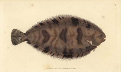 Lenguado variegado, Microchirus variegatus (Lenguado variegado, Pleuronectes variegatus) de Edward Donovan