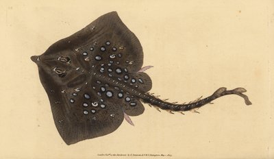 Raja clavata, raya de espinas. Casi amenazada. Grabado en cobre coloreado a mano dibujado y grabado por Edward Donovan de su Historia Natural de los Peces Británicos, Donovan y F.C. y J. Rivington, Londres de Edward Donovan