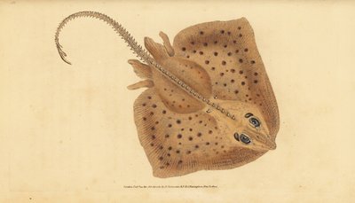 Raya de espinas, Raja clavata. Casi amenazada. Raya rugosa, Raja rubus. Grabado en cobre coloreado a mano dibujado y grabado por Edward Donovan de su Historia Natural de los Peces Británicos, Donovan y F.C. y J. Rivington, Londres de Edward Donovan