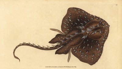 Raya espinosa, Amblyraja radiata (grabado a mano por Edward Donovan de su 