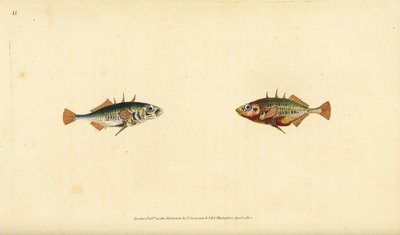 Gasterosteus aculeatus, espinoso de tres espinas. Grabado en cobre coloreado a mano dibujado y grabado por Edward Donovan de su Historia Natural de los Peces Británicos, Donovan y F.C. y J. Rivington, Londres de Edward Donovan